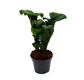 Exotenherz Zimmerpflanze Mini-Pflanze Zamio Palme Zamioculcas zamiifolia Glücksfeder 5,5cm Topf