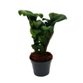 Mini-Pflanze Zamio Palme Zamioculcas zamiifolia Glücksfeder BabyPlant 5,5cm Topf