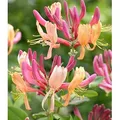 BALDUR Garten Zierstrauch Geißblatt 'Goldflame', 1 St., Jeängerjelieber, winterhart, mehrjährig, pflegeleicht bunt