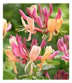 BALDUR Garten 1x Geißblatt Goldflame, Pflanze im 2 Liter-Topf, Lonicera heckrottii, winterhart, pflegeleicht, schnell wachsend, blühende Kletterpflanze, duftende Blüten, lange blühend