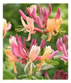 Geißblatt Goldflame 1 Pflanze Lonicera heckrottii