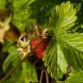 Wilderdbeere / Walderdbeere (Fragaria vesca) - ca. 300 Samen