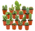 ZynesFlora Mini Kakteen im Set - 18 Stück im 5.5 cm Pflanztopf - Kleiner Kaktus Zimmerpflanze Sammlung - Höhe: 5-10 cm