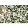 Osmanthus burkwoodii 60-80 cm