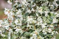 Pflanzen für Dich Gehölze Osmanthus burkwoodii, 1 St., Burkwood-Steinlinde, Duftblüte