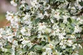 Osmanthus burkwoodii, Duftblüte, immergrün, 60–80 cm
