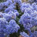 Säckelblume 'Burkwoodii' Ceanothus 30 bis 40 cm im Container Ideal für Randbepflanzung
