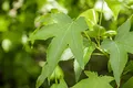 Liquidambar styraciflua 'Slender Silhouette' 80–100 cm – Winterhart, Mehrjährig, Pflegeleicht – Säulen-Amberbaum – Säulenbaum für kleine Gärten & Vorgarten