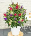 BALDUR Garten 1x Zwerg-Schmetterlingsstrauch 'Butterfly Candy® Trio', Pflanze im 3 Liter-Topf, 3 wundervolle Farben in einem Topf, süßer Blütenduft, lockt Schmetterlinge an, winterhart, pflegeleicht