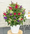 BALDUR Garten Zierstrauch Zwerg-Schmetterlingsstrauch 'Butterfly Candy® Trio', 1 St., Sommerflieder, duftend, winterhart, mehrjährig, pflegeleicht