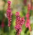 Kerzenknöterich Orange Field - Persicaria amplexicaulis