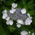 Hortensie 'Teller White' Hydrangea 25 bis 30 cm im Container Kompakt