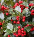 Hochstamm Stechpalme Ilex Heckenfee® 80-100cm - Ilex meserveae