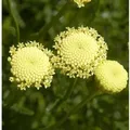Grünes Heiligenkraut - Santolina rosmarinifolia