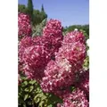 Hydrangea Paniculata Rispenhortensie Diamond Rouge R 100-125 cm