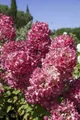 Pflanzen für Dich Gehölze Hydrangea pan. Diamond Rouge, 1 St., Rispenhortensie