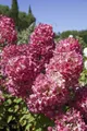Hydrangea paniculata 'Diamond Rouge', Rispenhortensie, rot, 100–125 cm