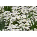 Anemone blanda 'White Splendour' - Garten-Strahlen-Windröschen 'White Splendour' - 9cm Topf