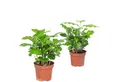 Flowerbox Zimmerpflanze Kaffeepflanze - Coffea Arabica, 2er-Set, pflegeleicht - Höhe ca. 20 cm, Topf-Ø 9 cm
