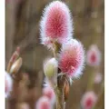 Rote Japanische Kätzchenweide Mount Aso 40-60cm - Salix gracilistyla