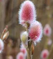 Rote Japanische Kätzchenweide Mount Aso 40-60cm - Salix gracilistyla - lebende Gartenpflanze aus den Baumschulen
