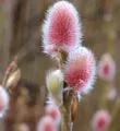 Rote Japanische Kätzchenweide Mount Aso 40-60cm - Salix gracilistyla