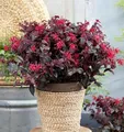 Riemenblüte Daybreaks Flame 40-60cm - Loropetalum chinense - lebende Gartenpflanze aus den Baumschulen