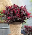 Riemenblüte Daybreaks Flame 40-60cm - Loropetalum chinense