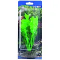 Hobby Echinodrus - ca. 20 cm