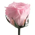 Kunstblume Ewige Rose konserviert mit Stiel echte haltbare Blume Rose, ROSEMARIE SCHULZ Heidelberg, Höhe 50 cm, Infinity Rose, Geschenk für Frauen, Valentinstag, Made in Germany rosa Ø 5 cm x 50 cm x 50 cm