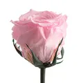 Infinity Rose Rosa einzeln mit Stiel - echte Rose konserviert 45-50cm lang haltbar 3 Jahre als Liebesgeschenke für Frauen zum Valentinstag - haltbare rosa Rosen beste Freundin Geschenke (Rosa)