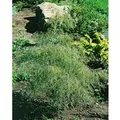 Betula Pendula Karaca Hängebirke 30–40 cm