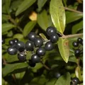Schwarzgrüner Liguster 40-60cm -  Ligustrum vulgare