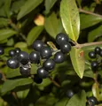 Schwarzgrüner Liguster 40-60cm -  Ligustrum vulgare