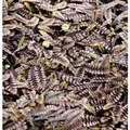 Feines Fiederpolster - Leptinella potentillina