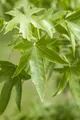 Liquidambar styraciflua, Amberbaum, 150–175 cm