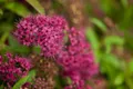 Pflanzen für Dich Gehölze Spiraea jap. Dart's Red, 1 St., Japanische Spiere, Rote Sommerspiere