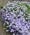 BALDUR Garten 3x Blauer Teppich-Phlox, Pflanzen im 9x9 cm-Topf, winterhart, Polsterphlox, Polster-Flammenblume, Polsterstauden, Teppichphlox, Phlox subulata, trockenresistent, bienenfreundlich