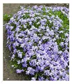 BALDUR Garten 3x Blauer Teppich-Phlox, Pflanzen im 9x9 cm-Topf, winterhart, Polsterphlox, Polster-Flammenblume, Polsterstauden, Teppichphlox, Phlox subulata, trockenresistent, bienenfreundlich