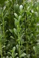 Ilex crenata 'Fastigiata' 125–150 cm – Winterhart, Immergrün, Pflegeleicht – Japanische Stechpalme – Heckenpflanze für Garten & Sichtschutz