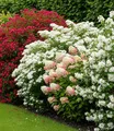 BALDUR Garten Duftende Blütenhecke,4 Pflanzen
