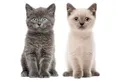 younikat Aufkleber Katzen-Aufkleber in verschiedenen Motiven