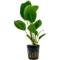 Aquarium Pflanze Anubias Heterophylla Topf Nr.302