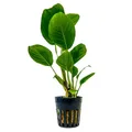 Aquarium Pflanze Anubias heterophylla Wasserpflanzen Aquascaping AquaOne Nr.302
