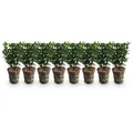 GreenboutiQ - Heckenpflanzen - Euonymus japonica Green Spire - Blatt grün - 8 Pflanzen - 1 laufender Meter - immergrün - Topf 9cm Höhe 20-25cm