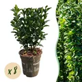 Heckenpflanzen Euonymus japonica Green Spire ⌀9cm ↕20-25cm