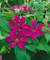 Pflanzen für Dich Kletterpflanze Clematis Hybride Kardinal Wyszynski, 1 St., Waldrebe, karminrot, langblühend