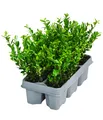Japanischer Ilex Jenny Stechpalme 6er immergrün Liefergröße 10 - 15 cm, Dehner