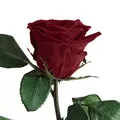 Infinity Rose Dunkelrot - echte Rose konserviert haltbar 3 Jahre 45-50cm in Box - ewige Rose mit Stengel für Blumenvase rotes Wohnaccessoires Deko modern und Liebesgeschenke für Frauen (Burgundy)