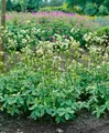 Pflanzen für Dich Staude Astrantia major Sunningdale Variegated, 1 St., Große Sterndolde, Sterndolde